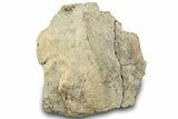 Dinosaur (Triceratops) Frill Shield Section - Montana #312243-1